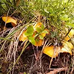 펜션 Almhuette Enzian By Interhome 그레이펜버그