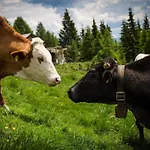 Almhuette Enzian By Interhome