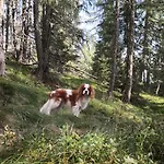 Almhuette Enzian By Interhome 펜션 *