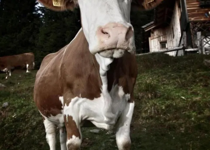 Almhuette Enzian By Interhome * Greifenburg