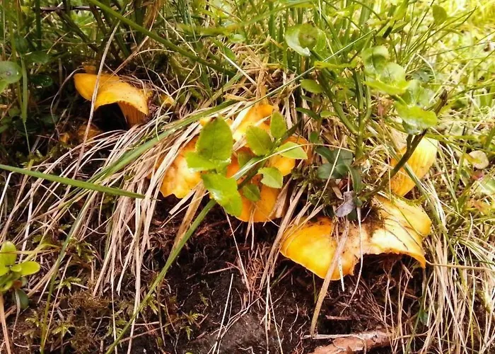 Ferienhaus Almhuette Enzian By Interhome Greifenburg