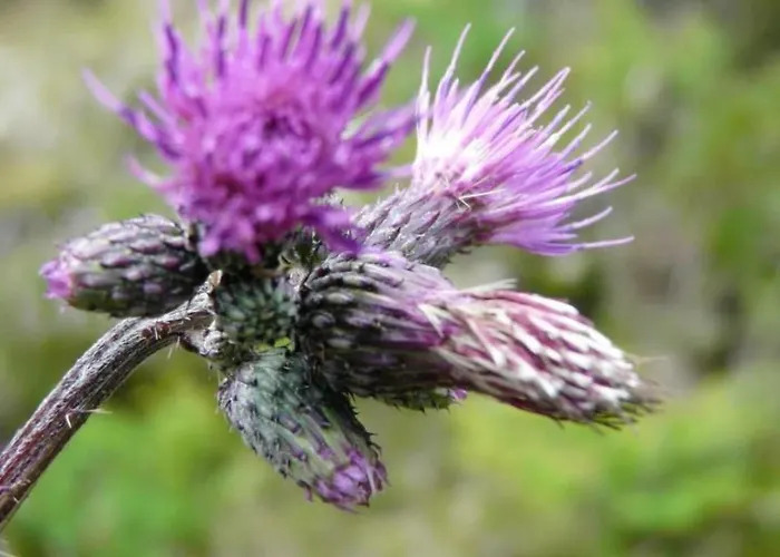 Ferienhaus Almhuette Enzian By Interhome *