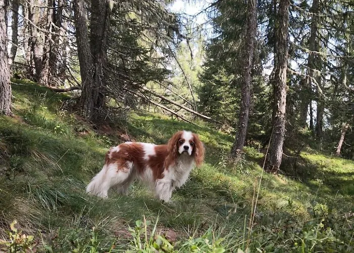 Almhuette Enzian By Interhome Ferienhaus *